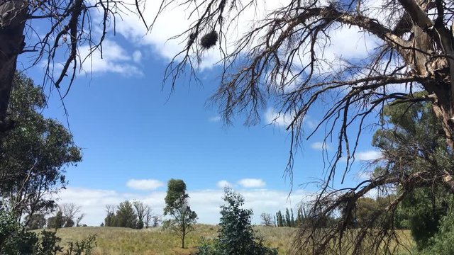 bosque con nubes en un dia de cielo azul