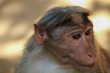 Affe in Indien