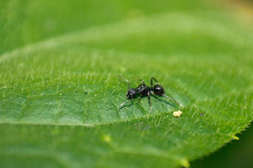 hormiga