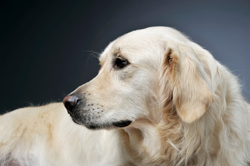 Portrait of an adorable Golden retriever looking curiously - isolated on grey background