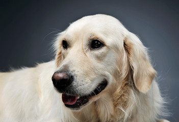 Portrait of an adorable Golden retriever looking satisfied - isolated on grey background