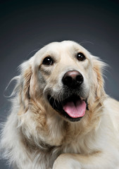 Portrait of an adorable Golden retriever looking curiously at the camera - isolated on grey background