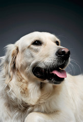 Portrait of an adorable Golden retriever looking satisfied - isolated on grey background