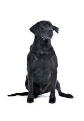 Studio shot of an adorable Labrador retriever sitting and looking curiously