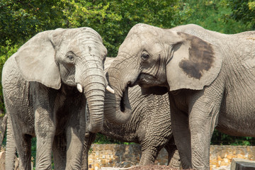 słoń afrykańki - obrazy, fototapety, plakaty
