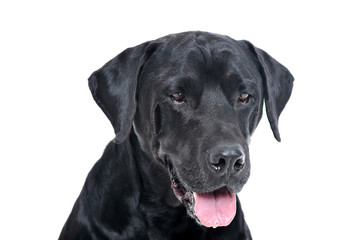 Portrait of an adorable Labrador retriever looking satisfied - isolated on white background