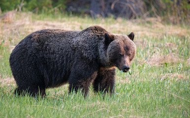 Fototapeta na wymiar Grizzly bear in th ewild
