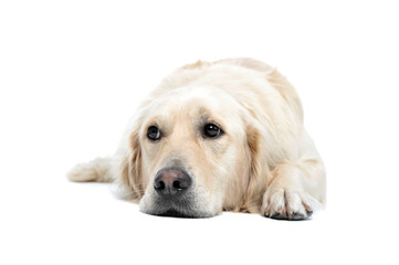 Obraz premium Studio shot of an adorable Golden retriever lying and looking sad