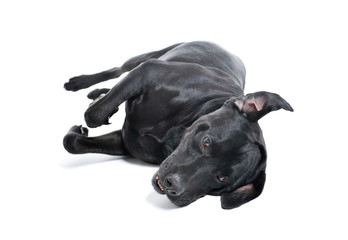 Studio shot of an adorable Labrador retriever lying on he's side and looking sad