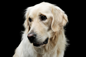 Portrait of an adorable Golden retriever looking sad - isolated on black background