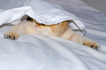 A charming British kitten hunts from under a white sheet, a predator's instinct for a pet.