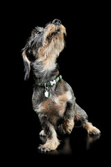 Studio shot of an adorable wired haired Dachshund sitting and looking up curiously