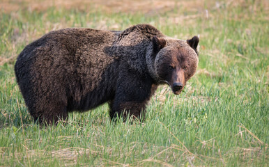 Grizzly bear in th ewild