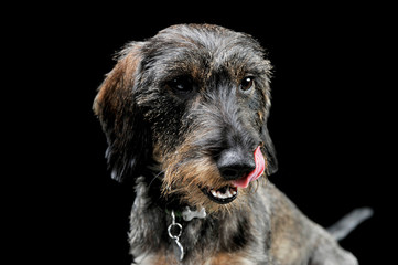 Naklejka na ściany i meble Portrait of an adorable wired haired Dachshund licking his lips - isolated on black background