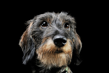 Portrait of an adorable wired haired Dachshund looking up curiously - isolated on black background