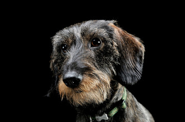 Portrait of an adorable wired haired Dachshund looking curiously at the camera - isolated on black background