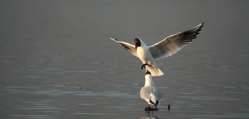 Mouettes