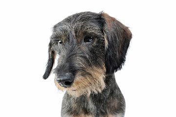 Portrait of an adorable wired haired Dachshund looking sad - isolated on white background