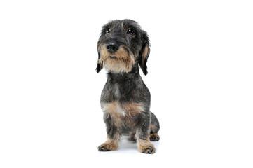 Studio shot of an adorable wired haired Dachshund sitting and looking curiously at the camera