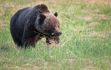 Grizzly bear in th ewild