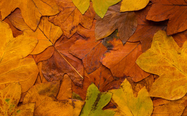 Naklejka na ściany i meble Creative autumn background of colorful fallen leaves