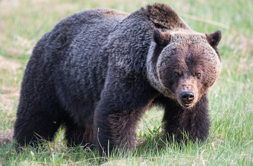 Grizzly bear in th ewild