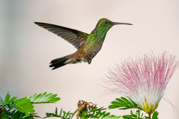 A juvenile Copper-rumped hummingbird feeds on the powderpuff (Calliandra)  flowers in a tropical garden.