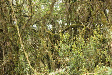 Páramo de Guacheneque