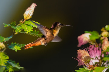A Ruby Topaz hummingbird flying in a Calliandra (Powderpuff) tree with a black background. © Chelsea Sampson