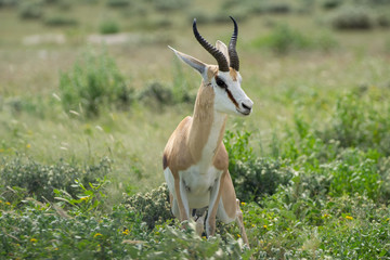 Springbok in der Etosha Pfanne