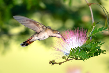 A female Ruby Topaz hummingbird feeding on the powderpuff flowers of a Calliandra tree in a garden.
