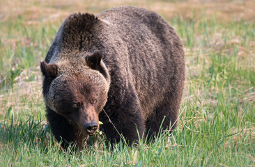Grizzly bear in th ewild