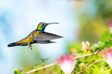 A Black-throated Mango hummingbird feeding on Calliandra flowers (Powderpuff) in a garden.