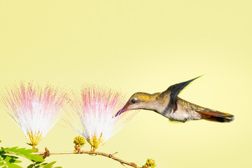 A female Ruby Topaz hummingbird feeding on the powderpuff flowers of a Calliandra tree in a garden.
