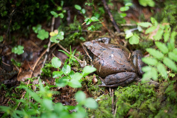 Naklejka na ściany i meble Toad in the forest. Adult toad on the ground, among the bushes.