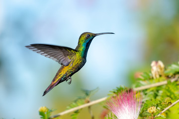 A Black-throated Mango hummingbird feeding on Calliandra flowers (Powderpuff) in a garden.