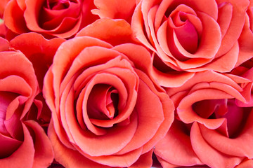 Beautiful rose flower in garden. Rose flower background. Roses flower texture. Lovely rose. Roses...