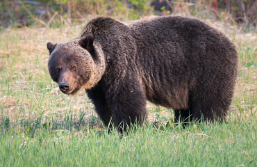 Fototapeta na wymiar Grizzly bear in th ewild
