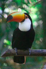 toucan on a branch