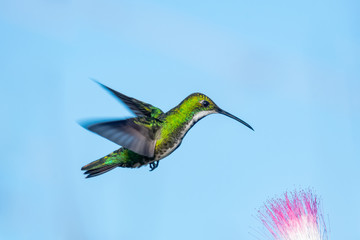A female Black-throated Mango feeding on the flowers of a Calliandra (Powderpuff) tree on a sunny...