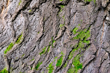 Moss covered Old Wood texture background. Texture of tree bark with green plants.