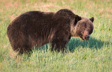 Grizzly bear in th ewild