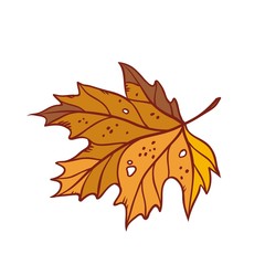 Autumn maple leaf september or october yellow brown defoliation foliage. Vector outline illustration sketch colourful isolated autumnal herbal graphic.