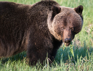 Grizzly bear in th ewild