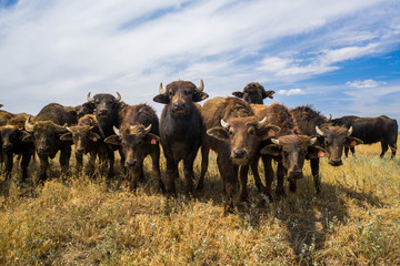 Group of bison in the steppe in Russia © dmitriizotov