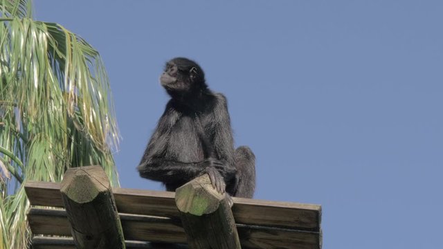 Black spider monkey sitting on wooden deck