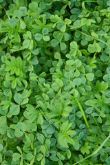 bright and juicy clover leaves for background