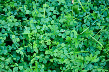 bright and juicy clover leaves for background