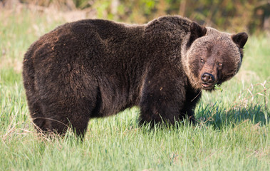 Obraz na płótnie Canvas Grizzly bear in th ewild