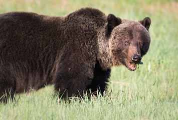Grizzly bear in th ewild